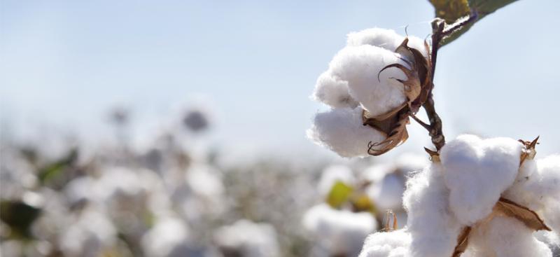 ¿Conoces los beneficios del Algodón Pima?